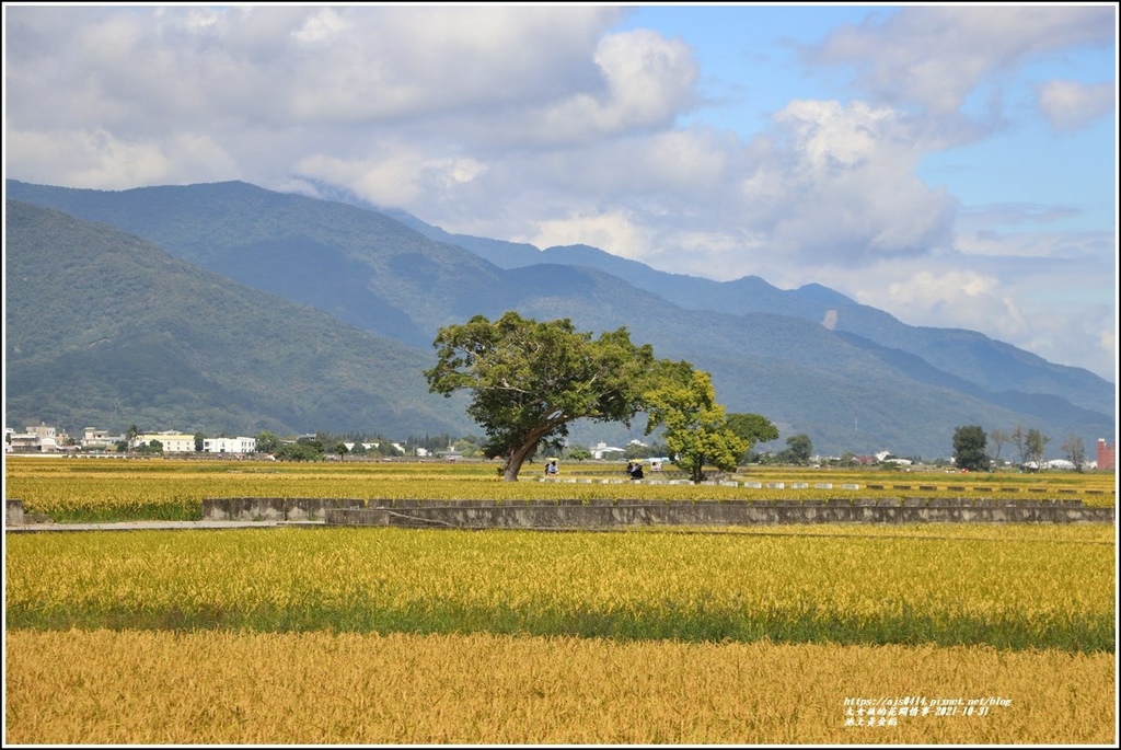 池上黃金稻-2021-10-56.jpg