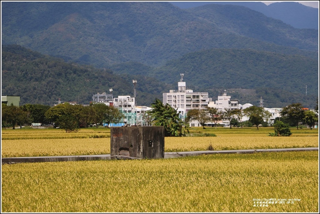 池上黃金稻-2021-10-77.jpg