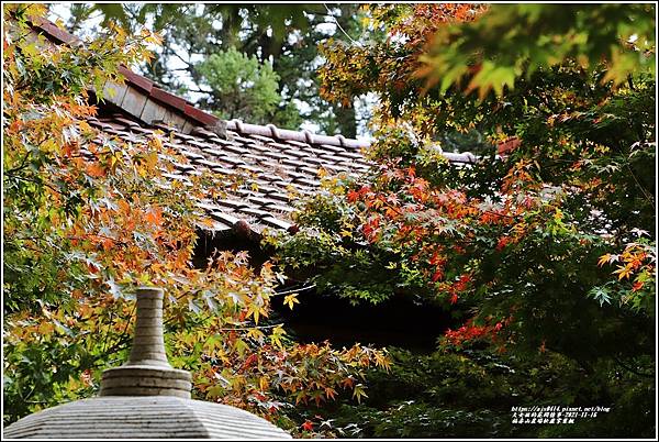 福壽山農場松盧掌葉楓-2021-11-03.jpg