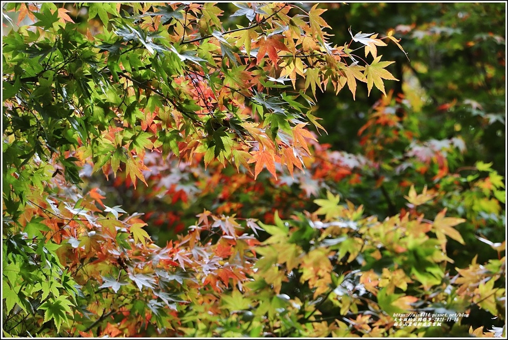 福壽山農場松盧掌葉楓-2021-11-04.jpg