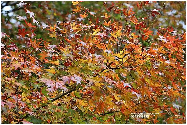 福壽山農場松盧掌葉楓-2021-11-41.jpg