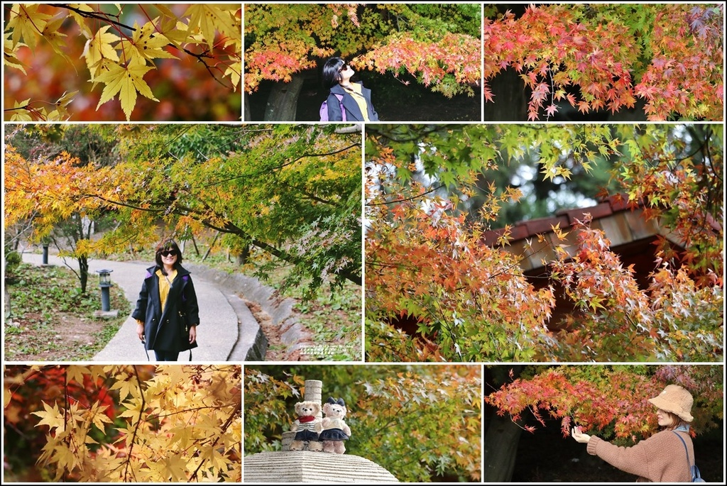 福壽山農場,松盧,鴛鴦湖,掌葉楓,楓葉,楓紅,梨山,台中,和平區,休閒農場