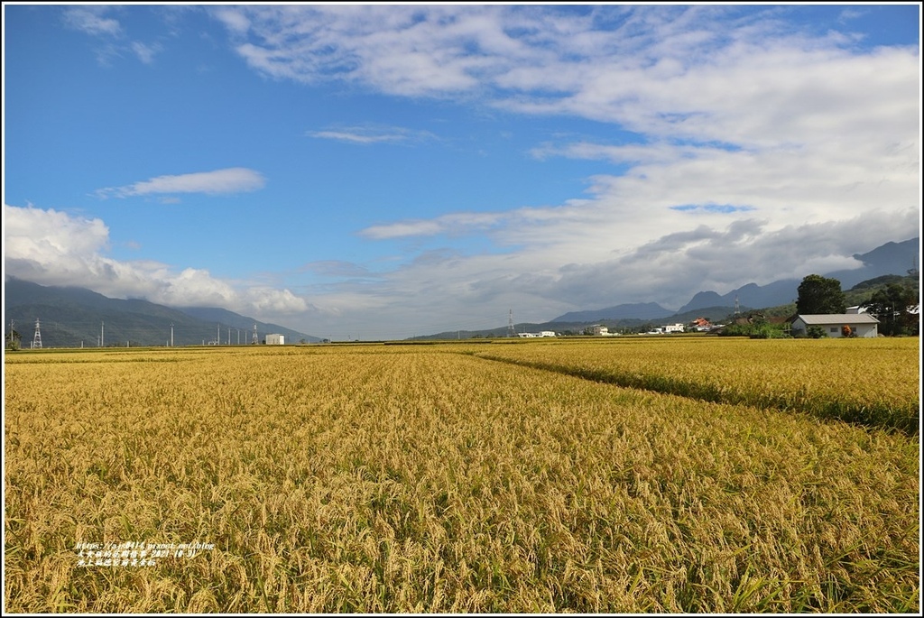 池上福德宮前黃金稻-2021-10-14.jpg