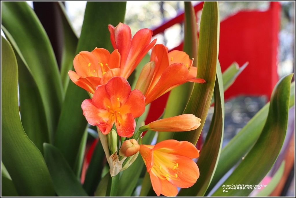 梨山-2021-11-07.jpg 梨山-2021-11-07.jpg