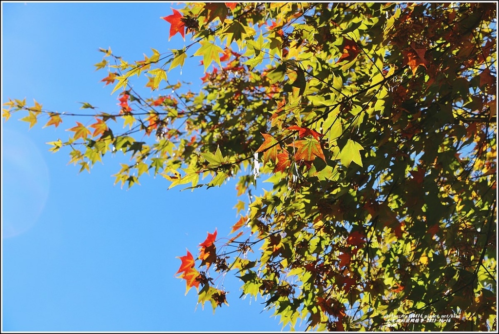 梨山-2021-11-16.jpg 梨山-2021-11-16.jpg