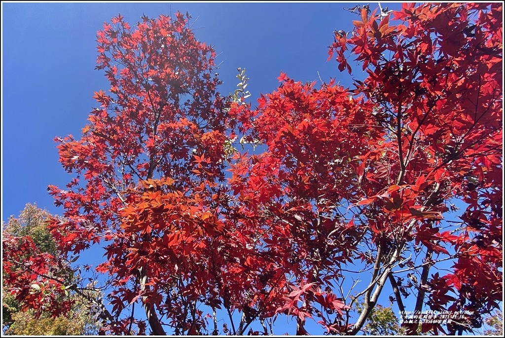 梨山楓之谷1956秘密花園118.jpg 梨山楓之谷1956秘密花園118.jpg