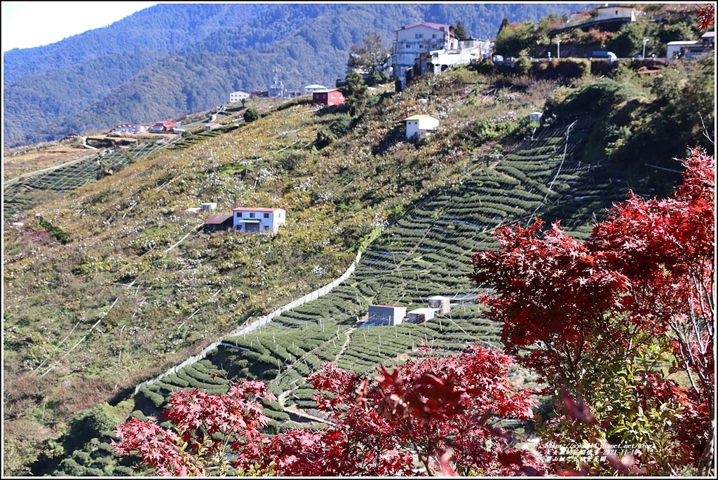 梨山楓之谷1956秘密花園-2021-11-09.jpg 梨山楓之谷1956秘密花園-2021-11-09.jpg