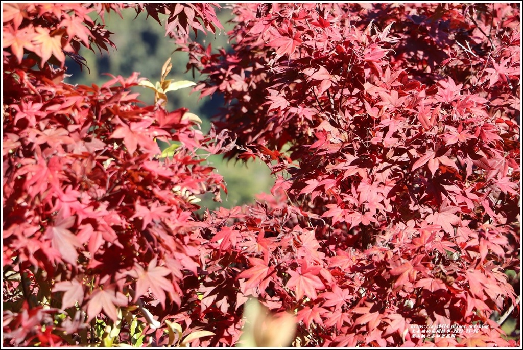 梨山楓之谷1956秘密花園-2021-11-17.jpg 梨山楓之谷1956秘密花園-2021-11-17.jpg