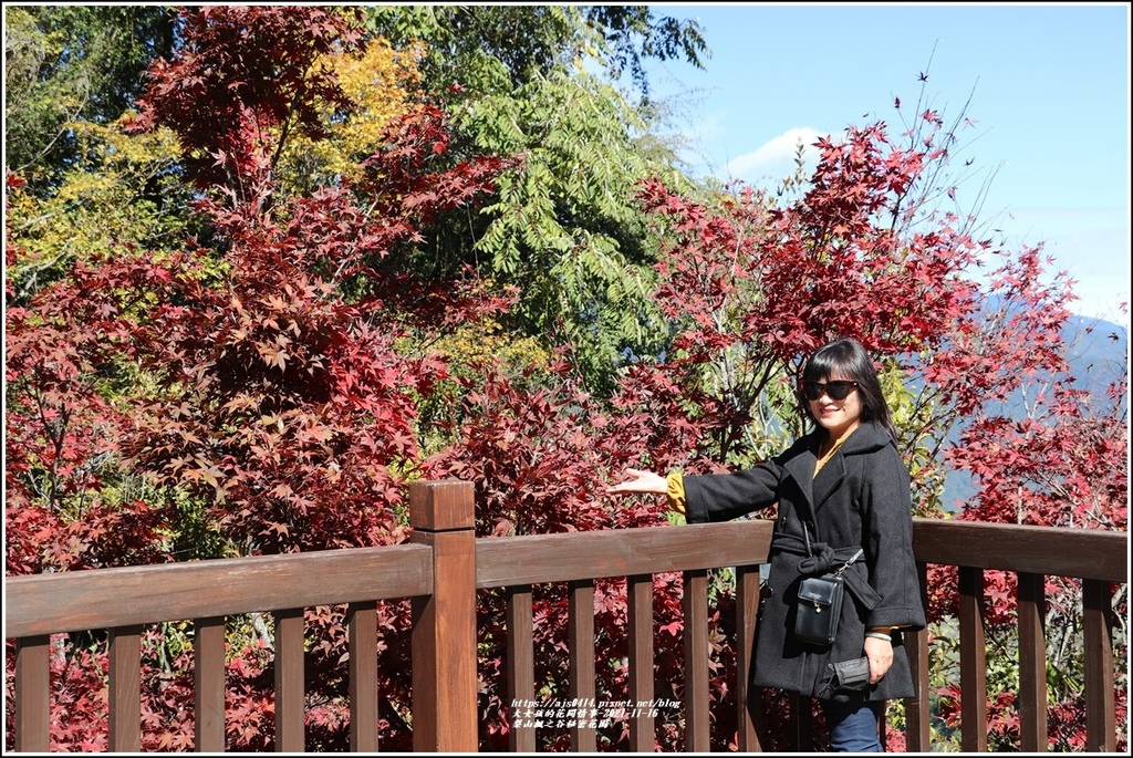 梨山楓之谷1956秘密花園-2021-11-19.jpg 梨山楓之谷1956秘密花園-2021-11-19.jpg