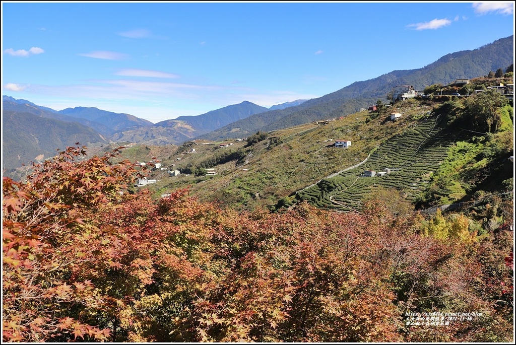 梨山楓之谷1956秘密花園-2021-11-24.jpg 梨山楓之谷1956秘密花園-2021-11-24.jpg