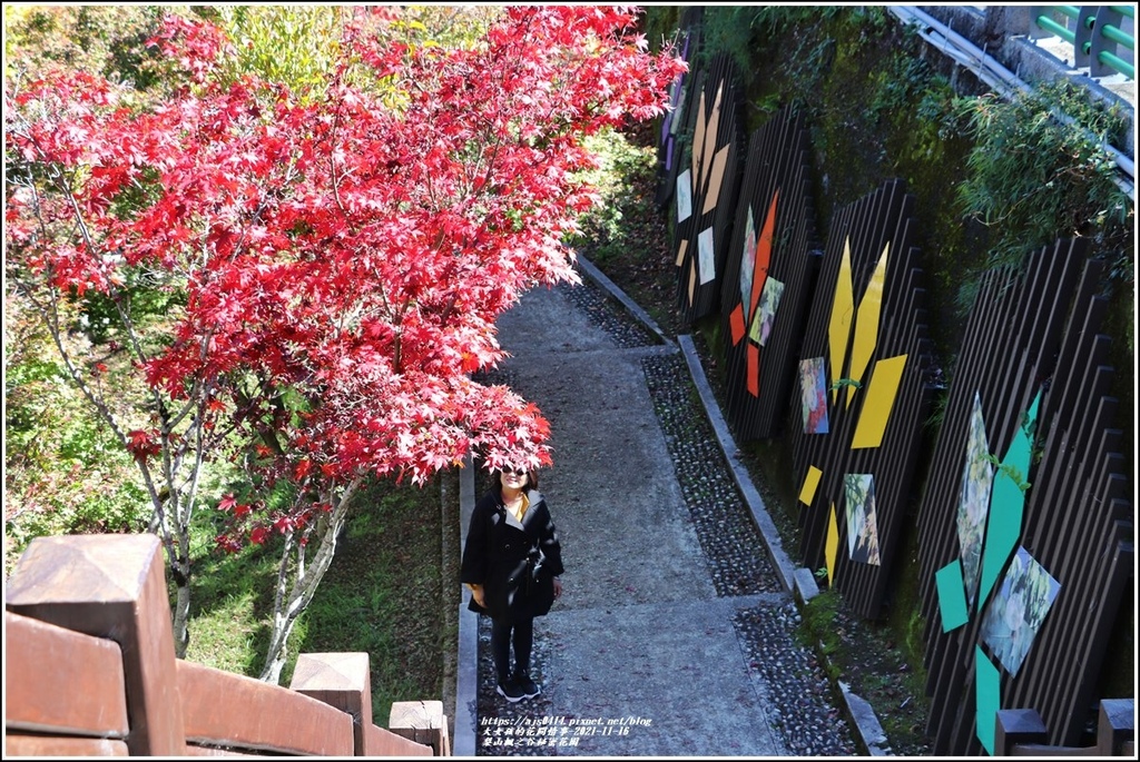 梨山楓之谷1956秘密花園-2021-11-26.jpg 梨山楓之谷1956秘密花園-2021-11-26.jpg