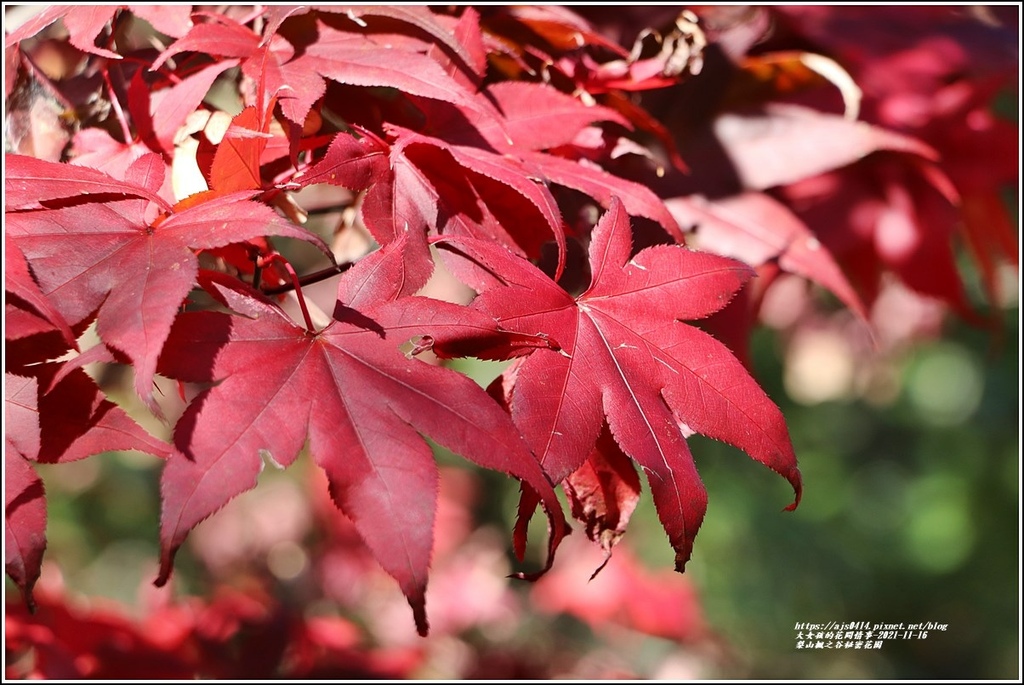 梨山楓之谷1956秘密花園-2021-11-32.jpg 梨山楓之谷1956秘密花園-2021-11-32.jpg