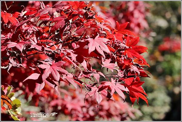 梨山楓之谷1956秘密花園-2021-11-30.jpg