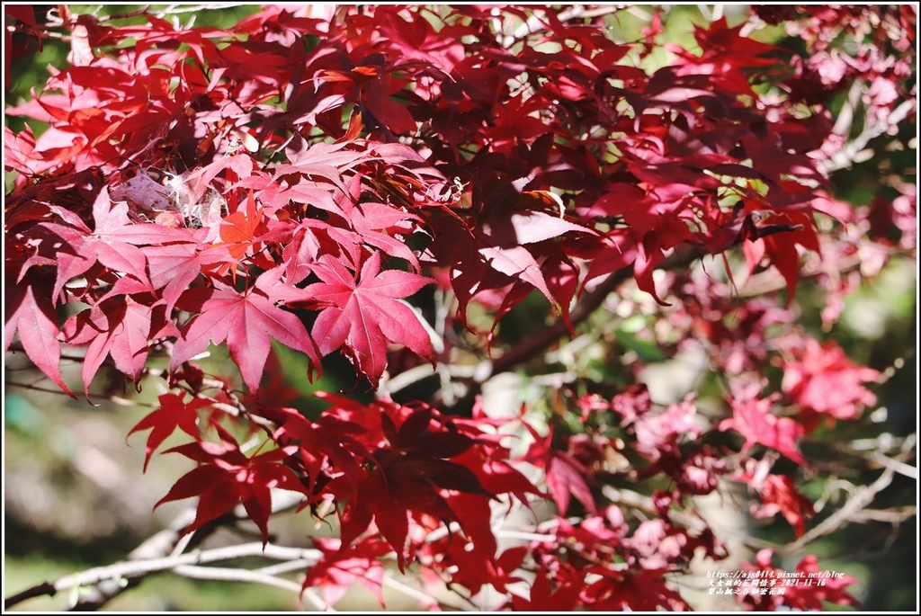 梨山楓之谷1956秘密花園-2021-11-33.jpg 梨山楓之谷1956秘密花園-2021-11-33.jpg