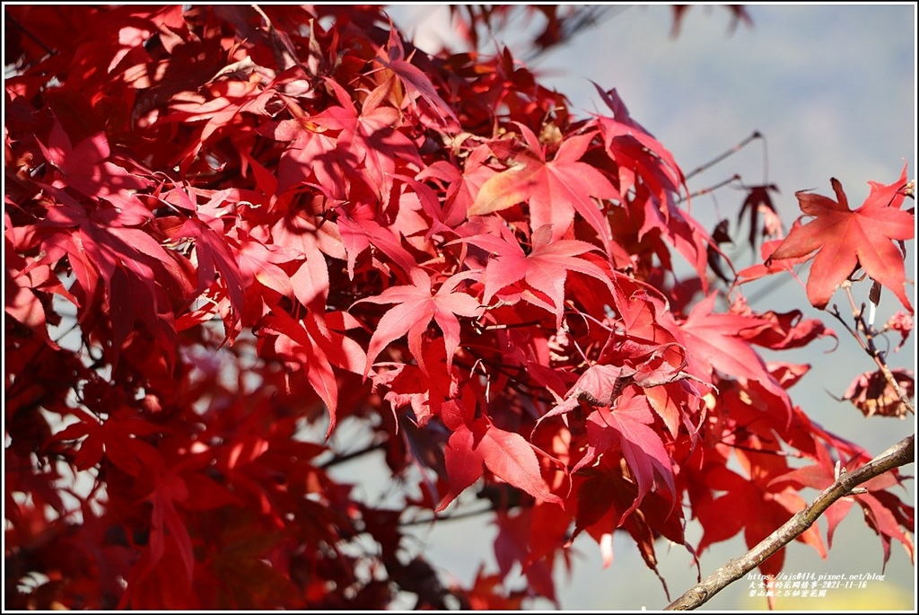 梨山楓之谷1956秘密花園-2021-11-36.jpg