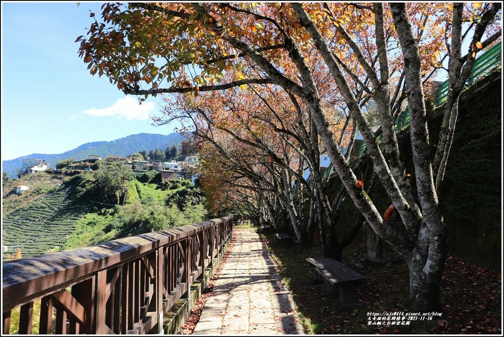 梨山楓之谷1956秘密花園-2021-11-37.jpg 梨山楓之谷1956秘密花園-2021-11-37.jpg