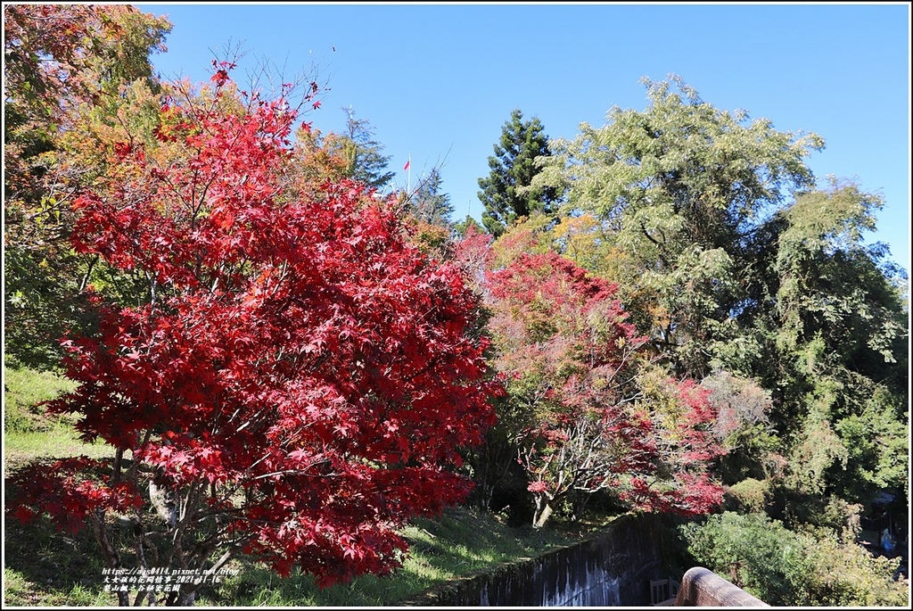 梨山楓之谷1956秘密花園-2021-11-35.jpg 梨山楓之谷1956秘密花園-2021-11-35.jpg