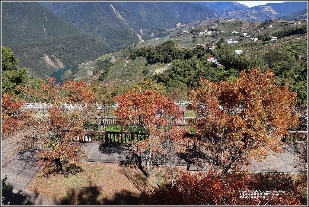 梨山楓之谷1956秘密花園-2021-11-34.jpg 梨山楓之谷1956秘密花園-2021-11-34.jpg