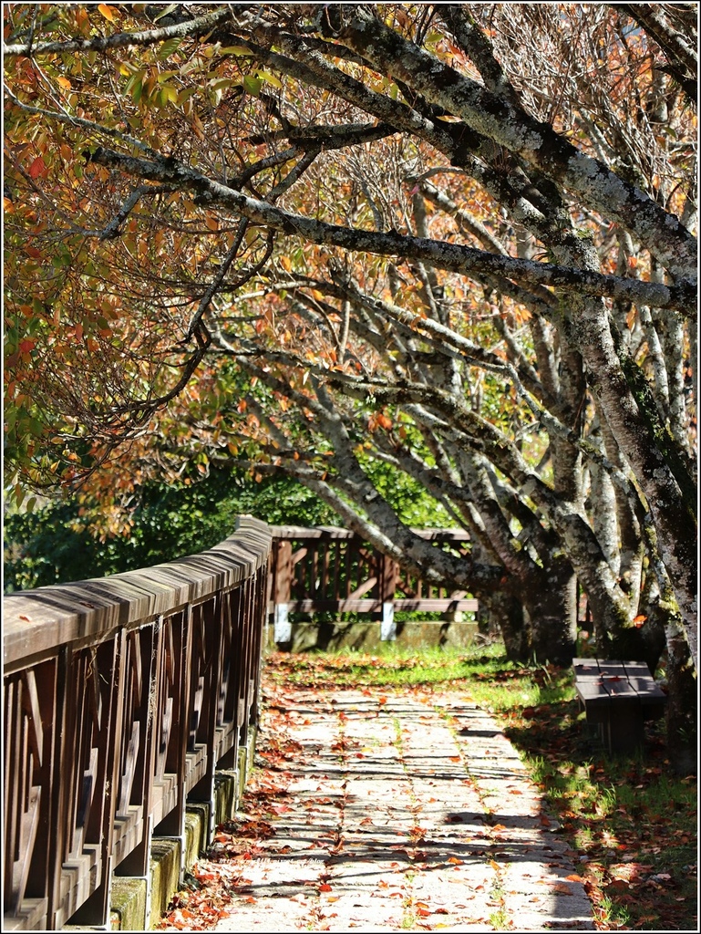 梨山楓之谷1956秘密花園-2021-11-38.jpg 梨山楓之谷1956秘密花園-2021-11-38.jpg