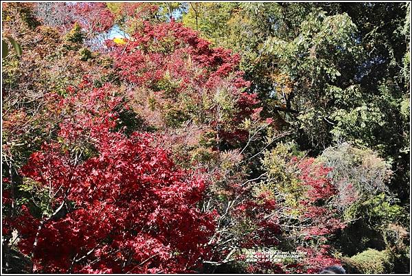 梨山楓之谷1956秘密花園-2021-11-41.jpg