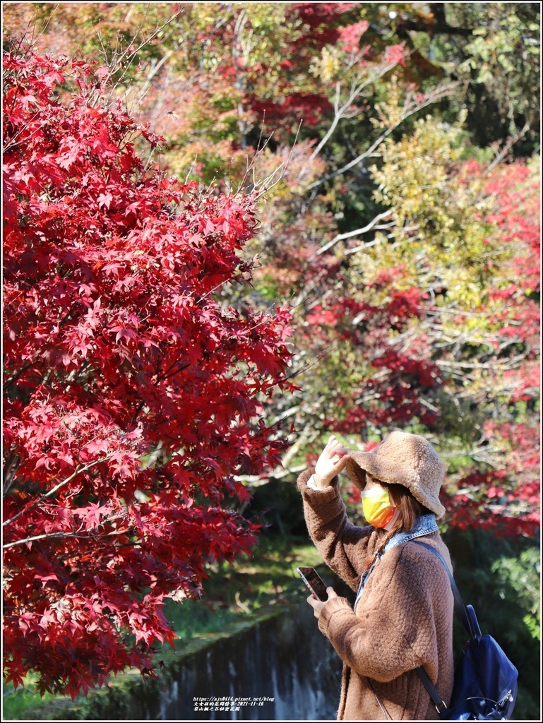 梨山楓之谷1956秘密花園-2021-11-42.jpg