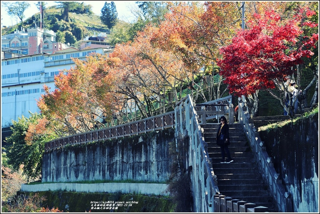 梨山楓之谷1956秘密花園-2021-11-45.jpg