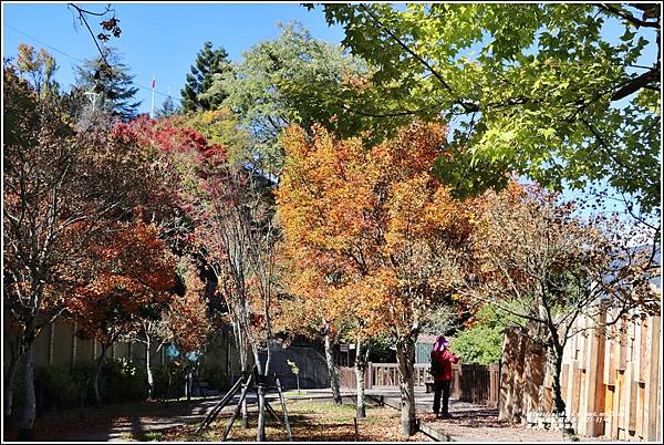 梨山楓之谷1956秘密花園-2021-11-50.jpg