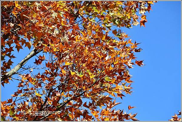 梨山楓之谷1956秘密花園-2021-11-53.jpg