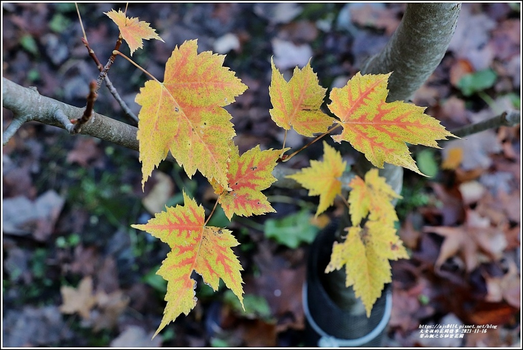 梨山楓之谷1956秘密花園-2021-11-54.jpg 梨山楓之谷1956秘密花園-2021-11-54.jpg