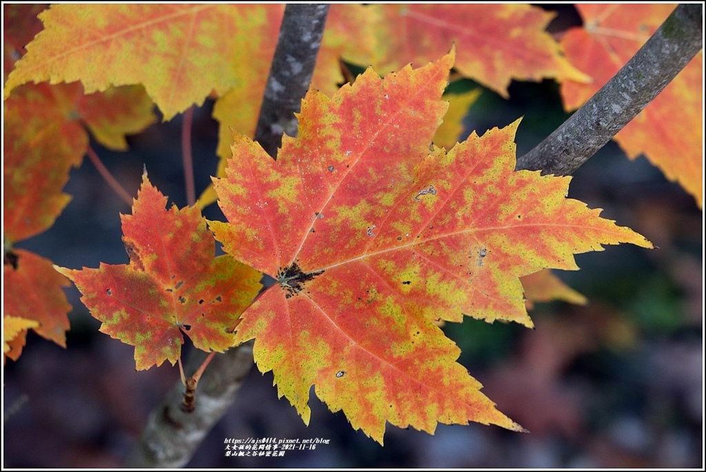 梨山楓之谷1956秘密花園-2021-11-56.jpg 梨山楓之谷1956秘密花園-2021-11-56.jpg