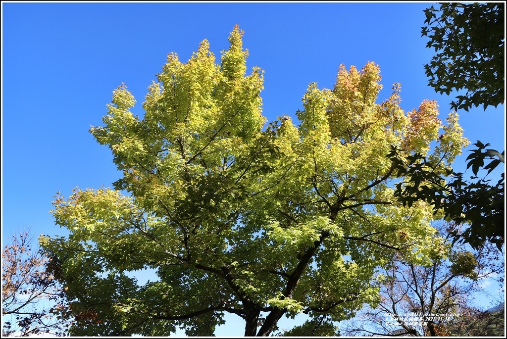 梨山楓之谷1956秘密花園-2021-11-52.jpg 梨山楓之谷1956秘密花園-2021-11-52.jpg