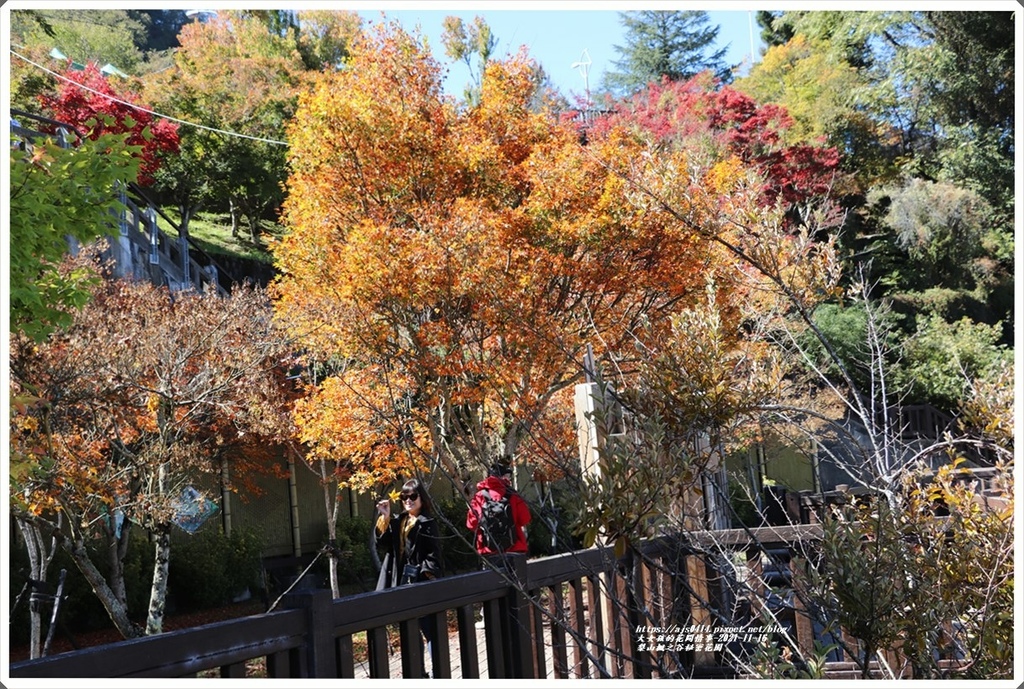 梨山楓之谷1956秘密花園-2021-11-60.jpg 梨山楓之谷1956秘密花園-2021-11-60.jpg