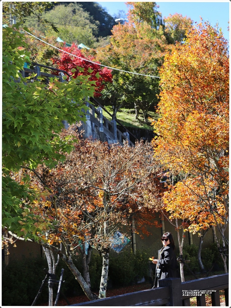 梨山楓之谷1956秘密花園-2021-11-61.jpg 梨山楓之谷1956秘密花園-2021-11-61.jpg