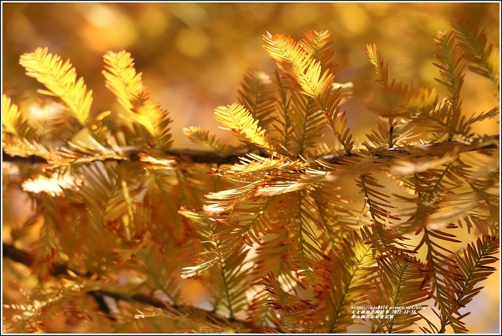 梨山楓之谷1956秘密花園-2021-11-66.jpg 梨山楓之谷1956秘密花園-2021-11-66.jpg