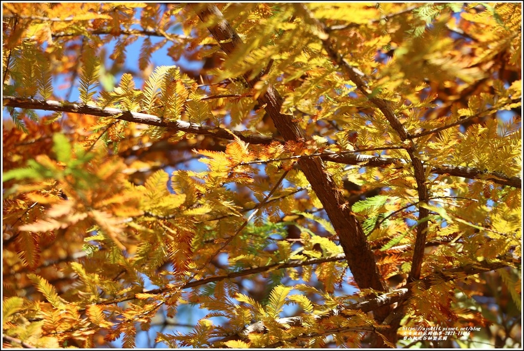 梨山楓之谷1956秘密花園-2021-11-70.jpg 梨山楓之谷1956秘密花園-2021-11-70.jpg