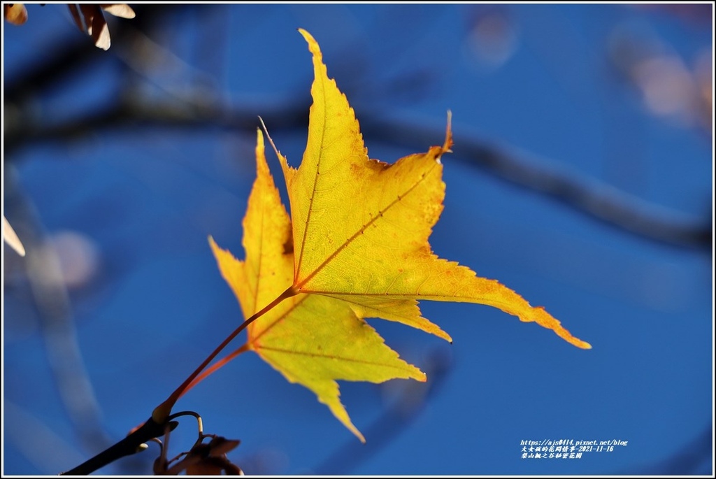 梨山楓之谷1956秘密花園-2021-11-71.jpg 梨山楓之谷1956秘密花園-2021-11-71.jpg