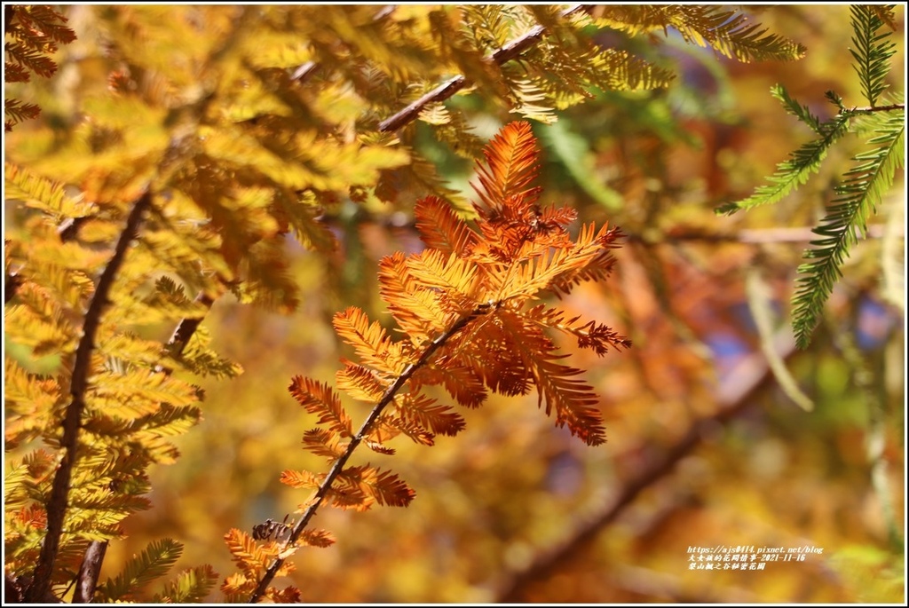 梨山楓之谷1956秘密花園-2021-11-69.jpg 梨山楓之谷1956秘密花園-2021-11-69.jpg