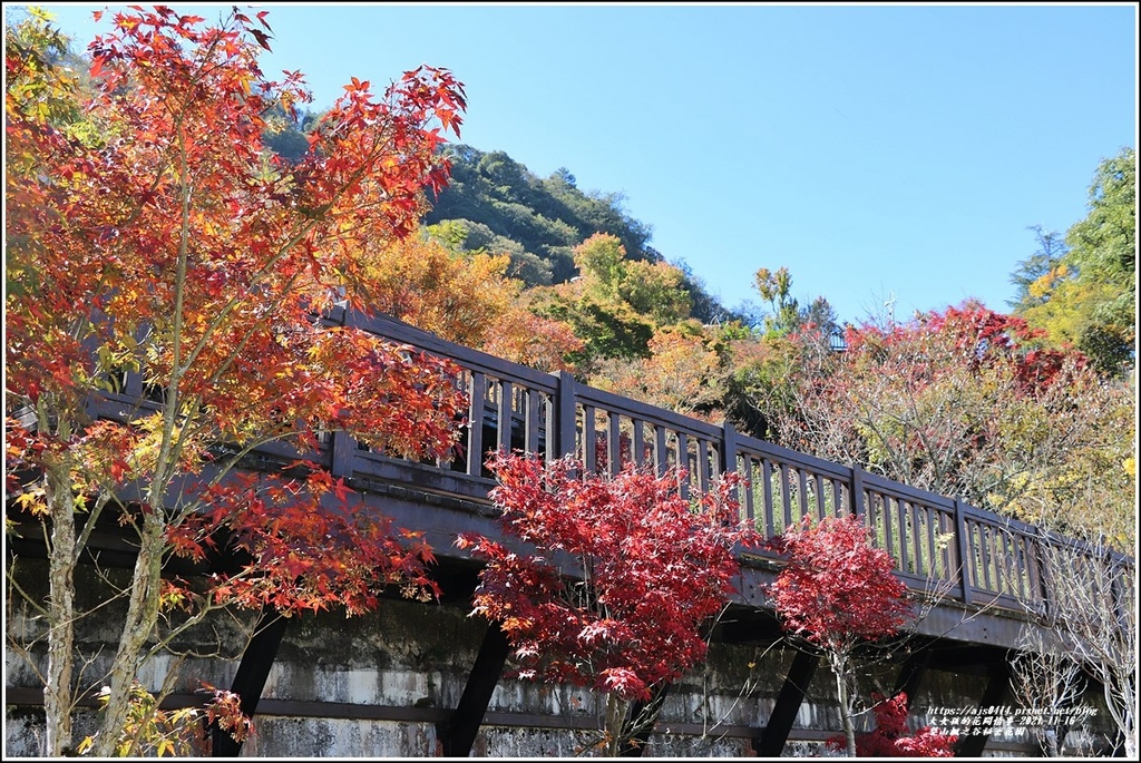 梨山楓之谷1956秘密花園-2021-11-78.jpg 梨山楓之谷1956秘密花園-2021-11-78.jpg
