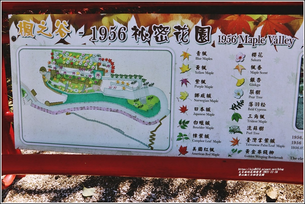 梨山楓之谷1956秘密花園-2021-11-75.jpg 梨山楓之谷1956秘密花園-2021-11-75.jpg