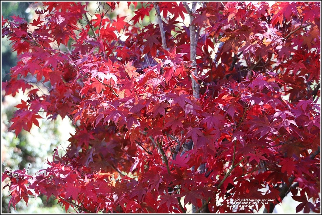 梨山楓之谷1956秘密花園-2021-11-76.jpg 梨山楓之谷1956秘密花園-2021-11-76.jpg