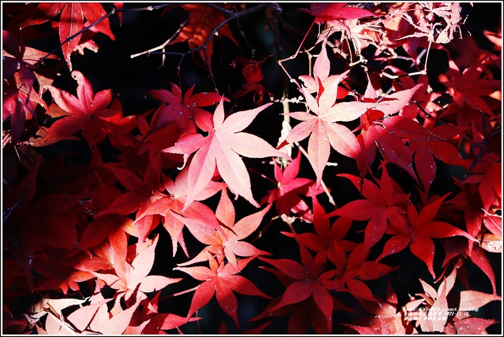 梨山楓之谷1956秘密花園-2021-11-89.jpg 梨山楓之谷1956秘密花園-2021-11-89.jpg