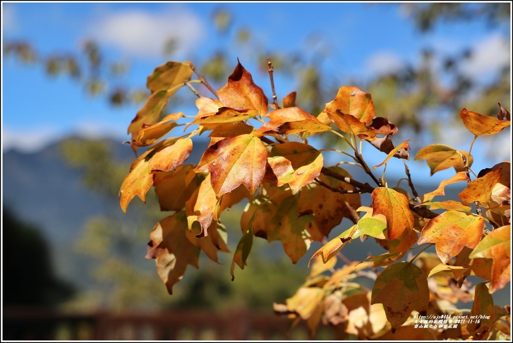 梨山楓之谷1956秘密花園-2021-11-92.jpg 梨山楓之谷1956秘密花園-2021-11-92.jpg