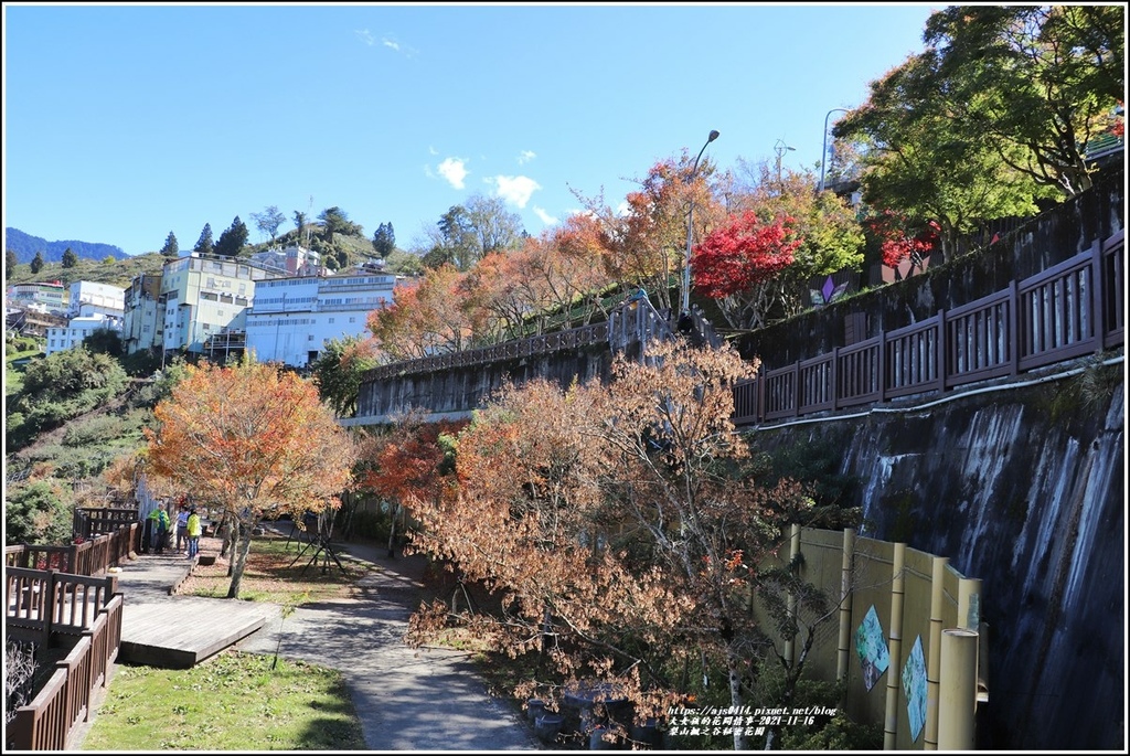 梨山楓之谷1956秘密花園-2021-11-98.jpg 梨山楓之谷1956秘密花園-2021-11-98.jpg