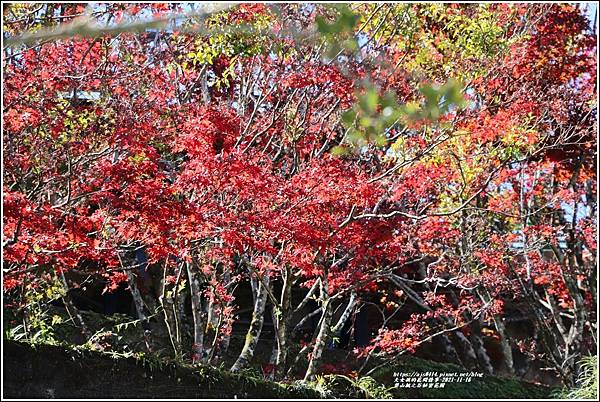 梨山楓之谷1956秘密花園-2021-11-94.jpg