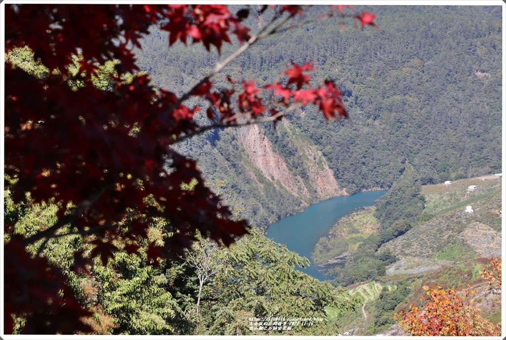 梨山楓之谷1956秘密花園-2021-11-105.jpg 梨山楓之谷1956秘密花園-2021-11-105.jpg