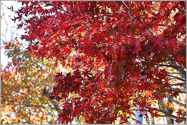 梨山楓之谷1956秘密花園-2021-11-102.jpg