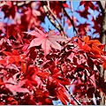 梨山楓之谷1956秘密花園-2021-11-111.jpg