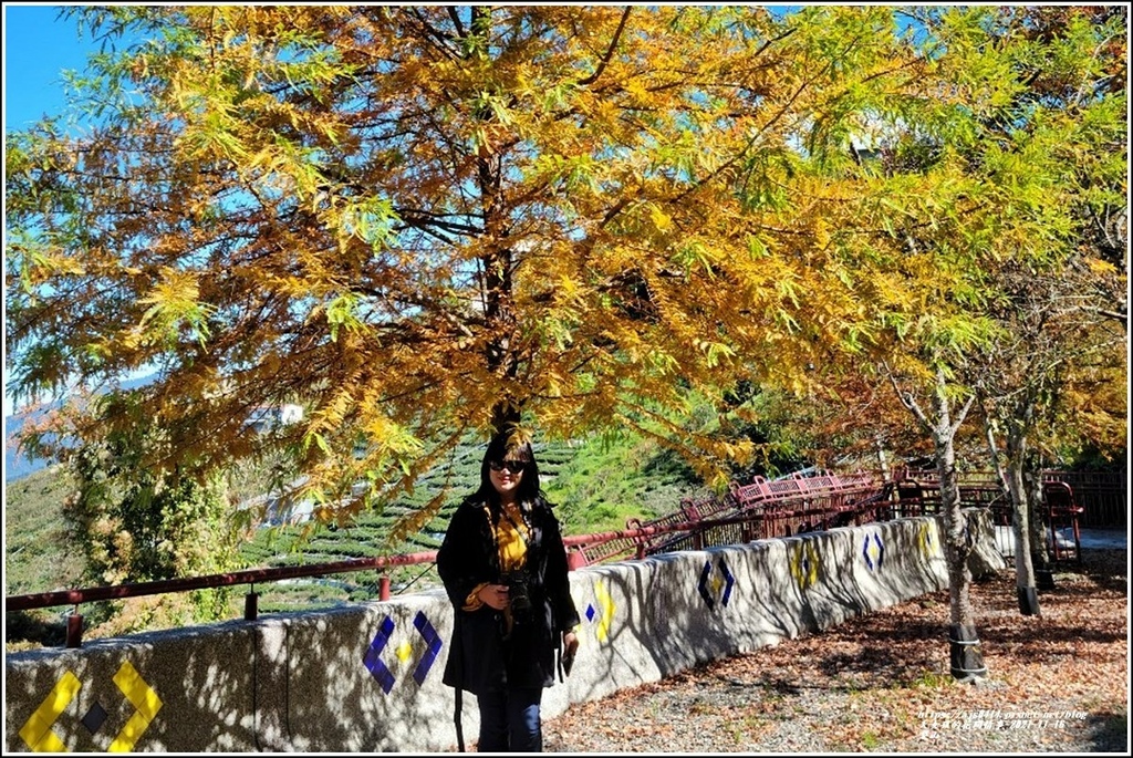 梨山楓之谷1956秘密花園-2021-11-115.jpg 梨山楓之谷1956秘密花園-2021-11-115.jpg