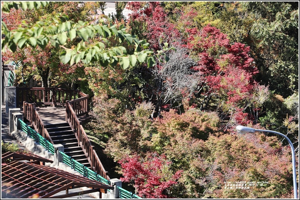 梨山楓之谷1956秘密花園-2021-11-114.jpg 梨山楓之谷1956秘密花園-2021-11-114.jpg