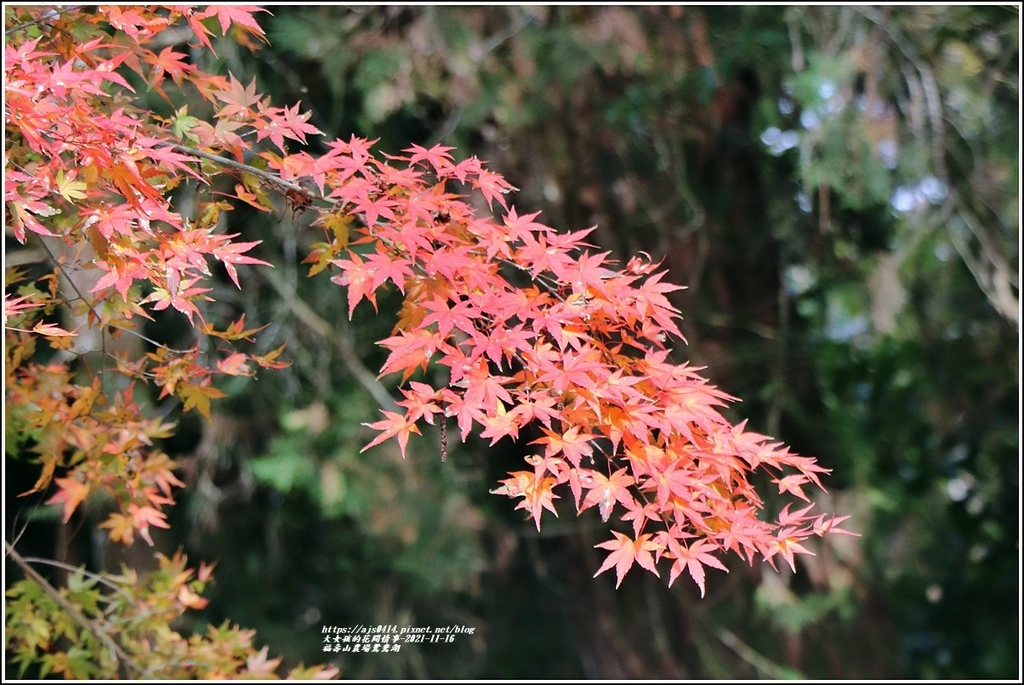 福壽山農場鴛鴦湖-2021-11-07.jpg